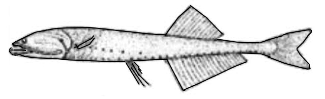 Cyclothone microdon_0001.jpg